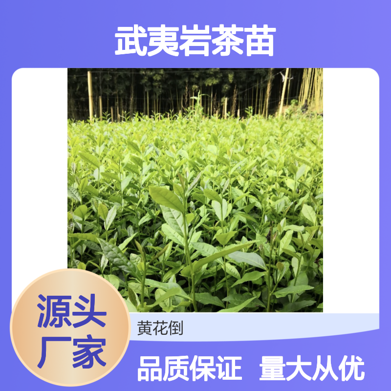 武夷岩茶苗 基地直供 批发优选 种植专业 服务周到