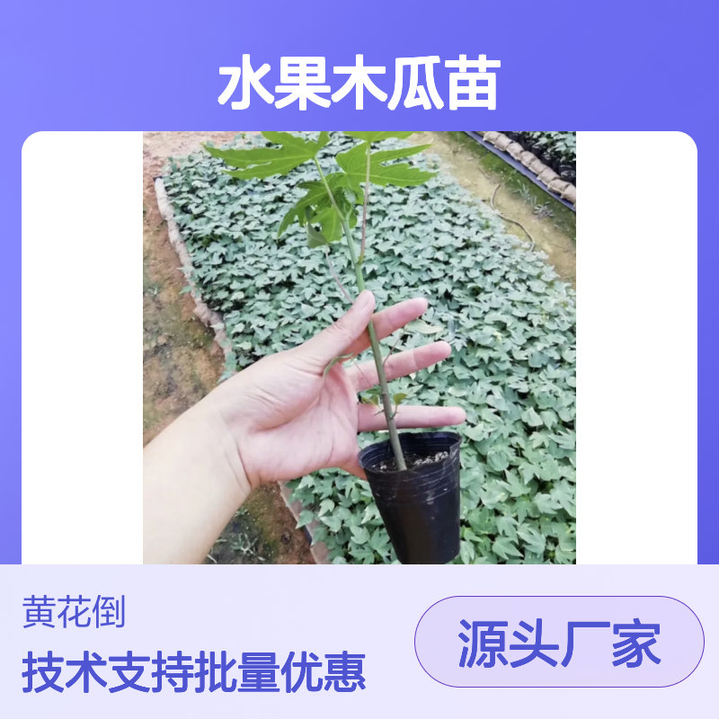 水果木瓜苗 基地直供 批发种植 品质保证 广泛栽培