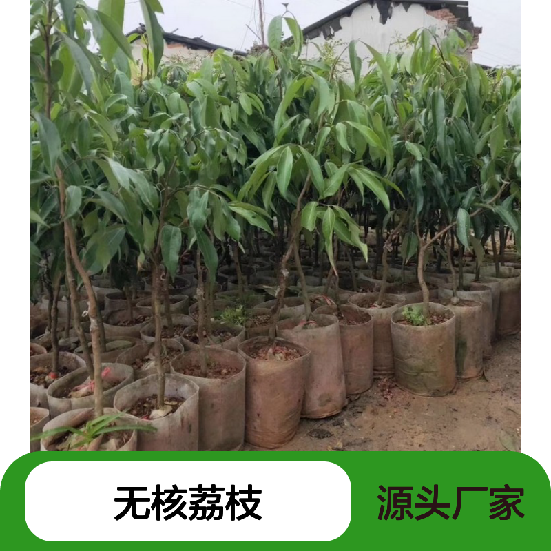 基地批发无核荔枝实生树苗 送货上门包邮 欢迎来电洽谈经验分享