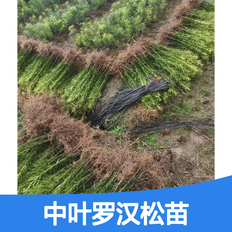 中叶罗汉松苗 基地直供 园林优选 耐寒耐阴 生长迅速