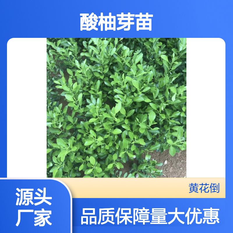 酸柚芽苗批量供应 专线车直达 园林种植 味道鲜美