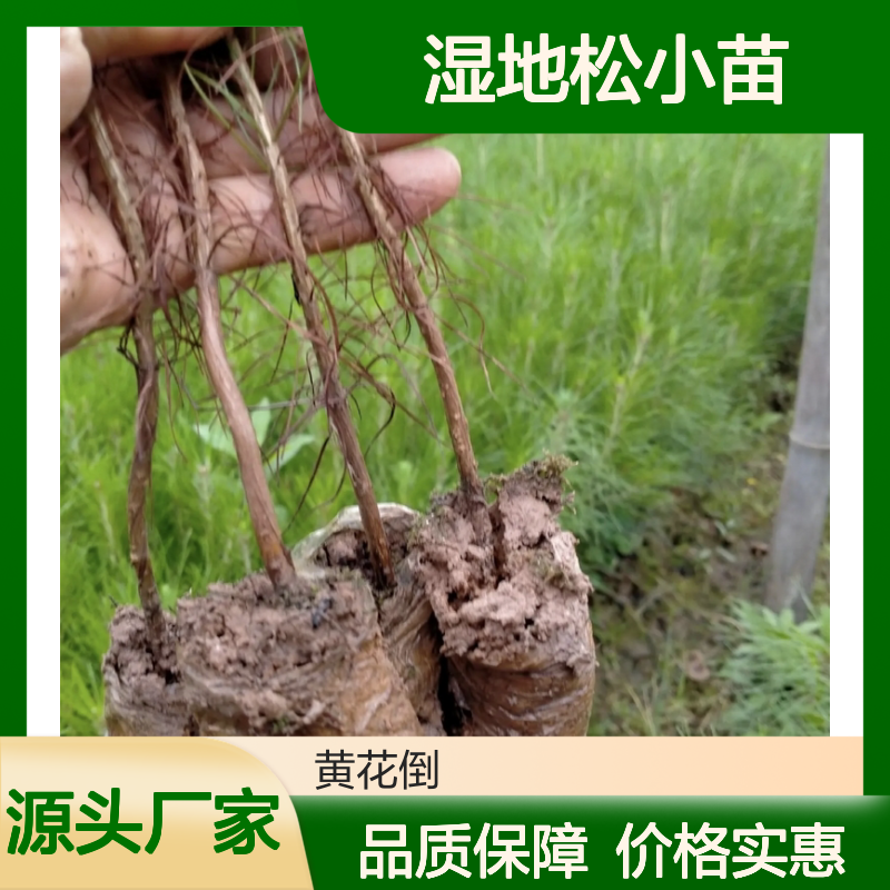 湿地松小苗 园林优选常绿乔木 生长迅速 适应性强