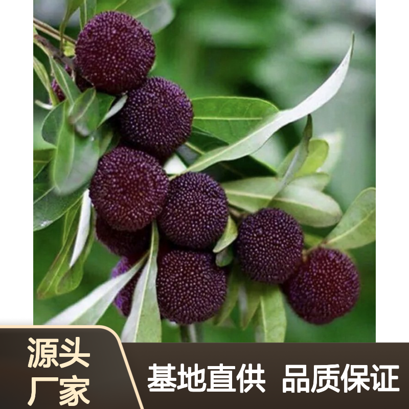 基地直供荸荠杨梅直生苗 全程技术指导 十几年苗木培育经验