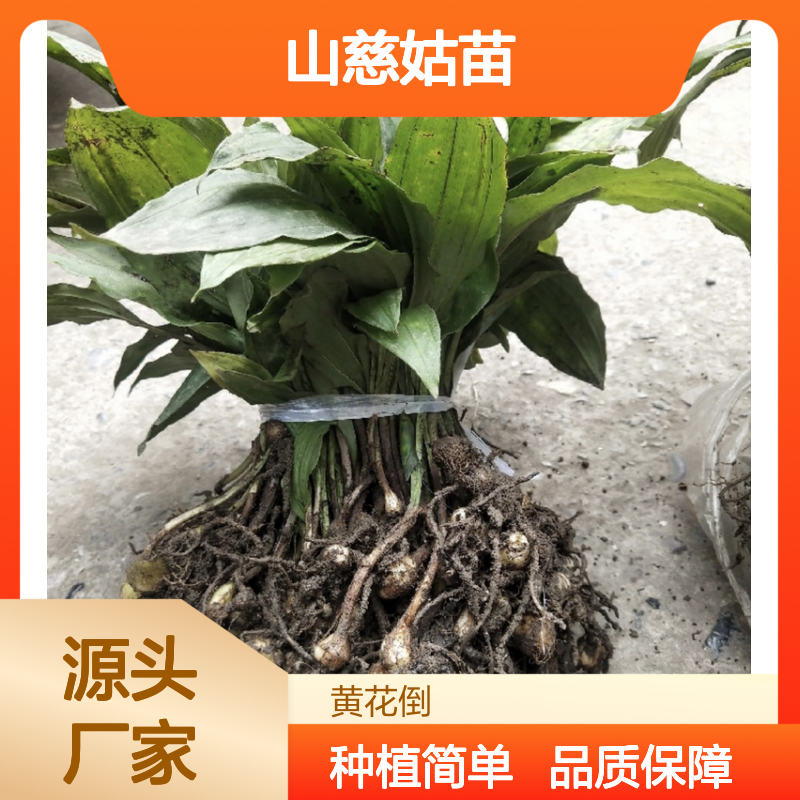 山慈姑苗 兰科植物 种植技术精细 排水良好 半阴环境
