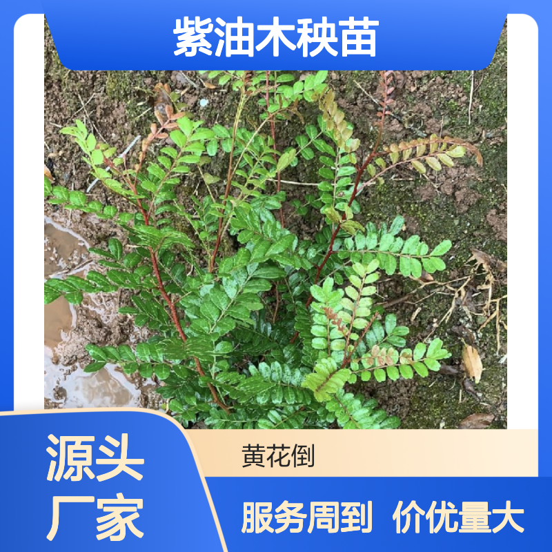 精选紫油木秧苗 产地批发 包邮到家 送货上门 经验分享