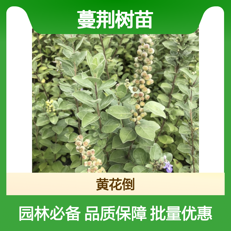 蔓荆树苗 落叶灌木 园林优选 生长迅速 适应性强