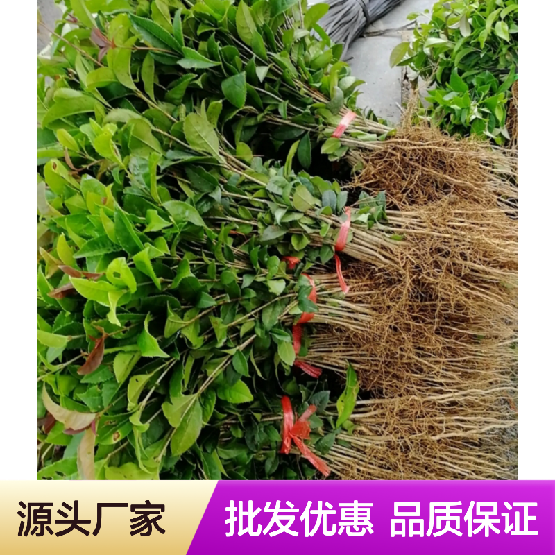 八月桂树苗 四季常青 园林优选 生长迅速 移栽易活