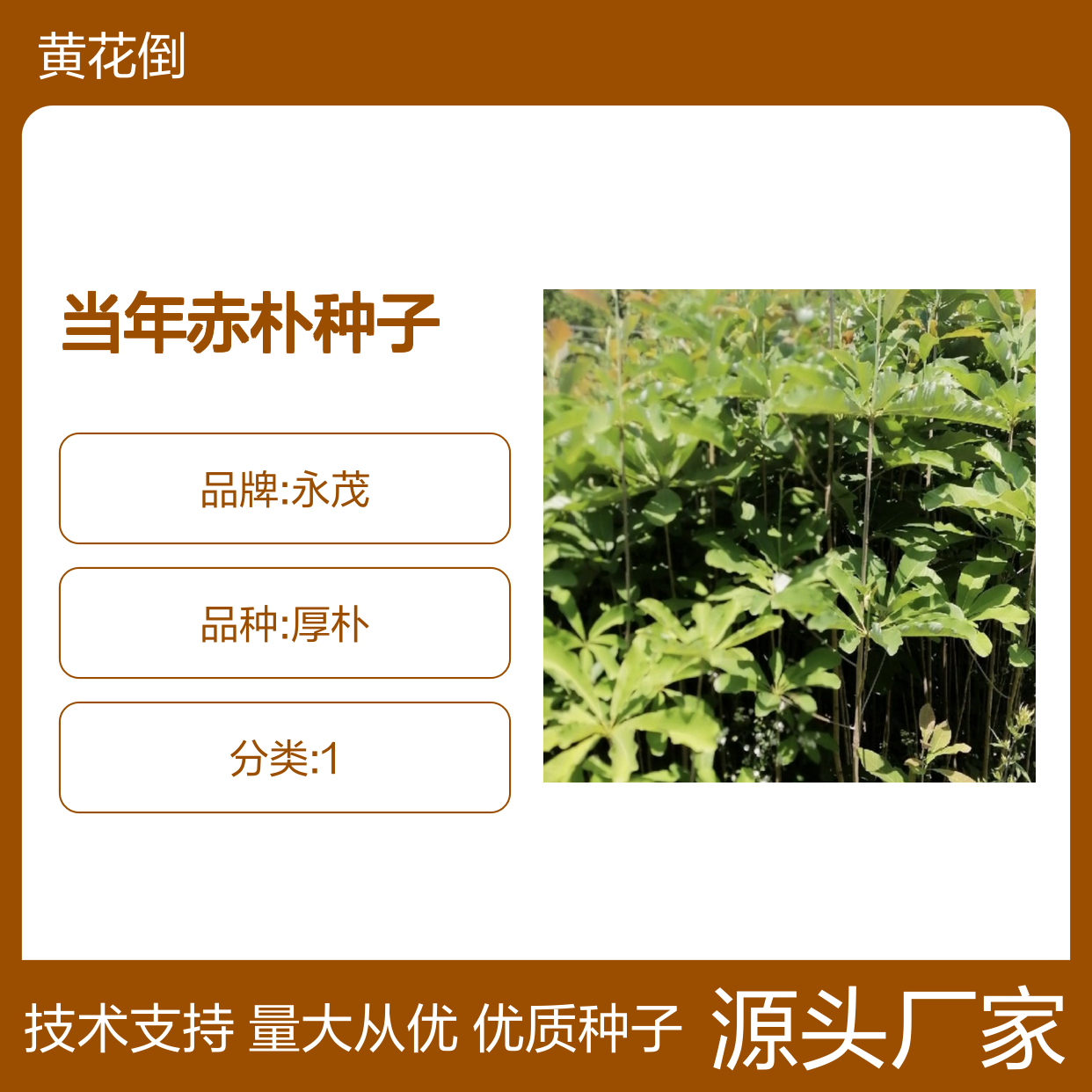 新采收当年赤朴种子 苗木合作社自营免费技术指导