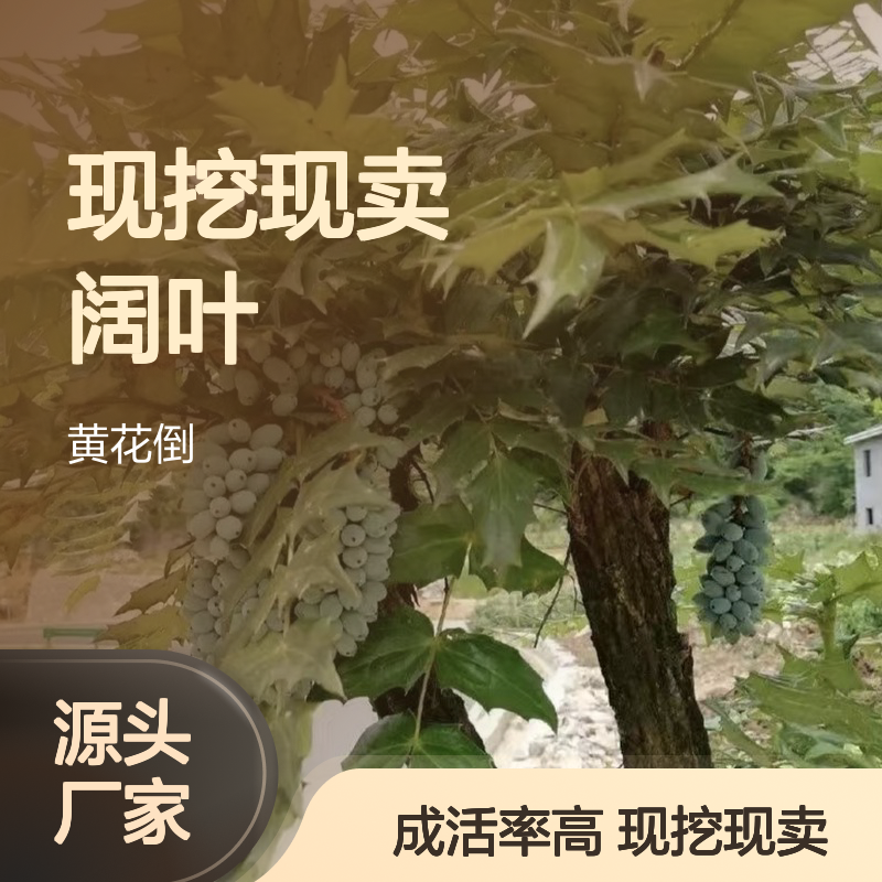 现挖现卖阔叶十大功劳种苗 多年生根系发达成活高规格齐全