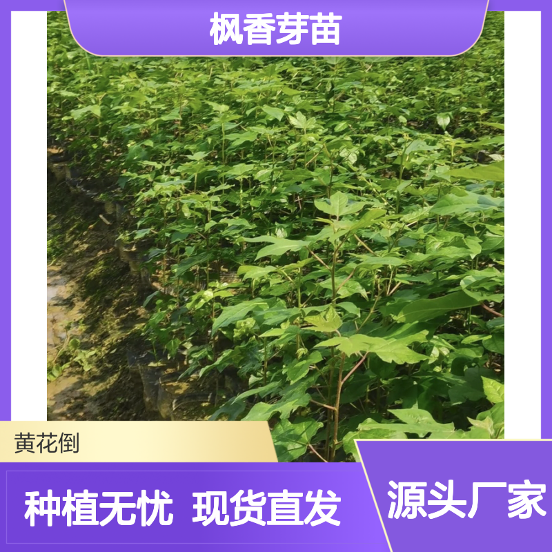 枫香芽苗 专线送货上门 园林种植佳品 生长旺盛