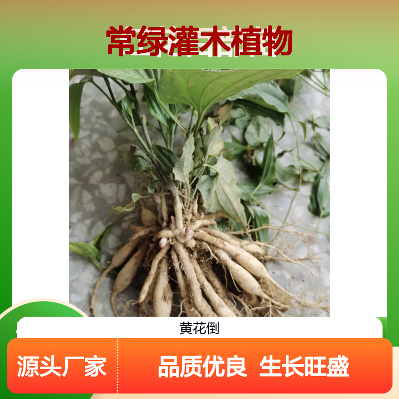 红花百部苗 批发常绿灌木植物 品质优良 生长旺盛