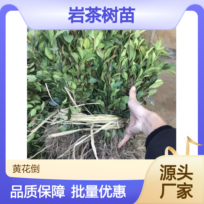 岩茶树苗 批发供应 百亩种植区直供 健康绿色 品质保证