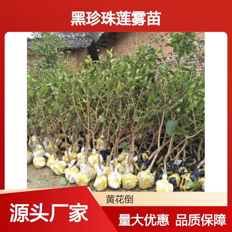 黑珍珠莲雾苗 圈枝繁殖 果树苗木 高成活率 应用广泛