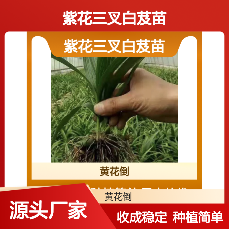 紫花三叉白芨苗 园林种植优选 易于管理 适应性强