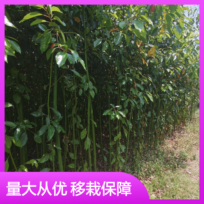樟树种苗基地供应 移栽成活率高 绿化优选 带大土球