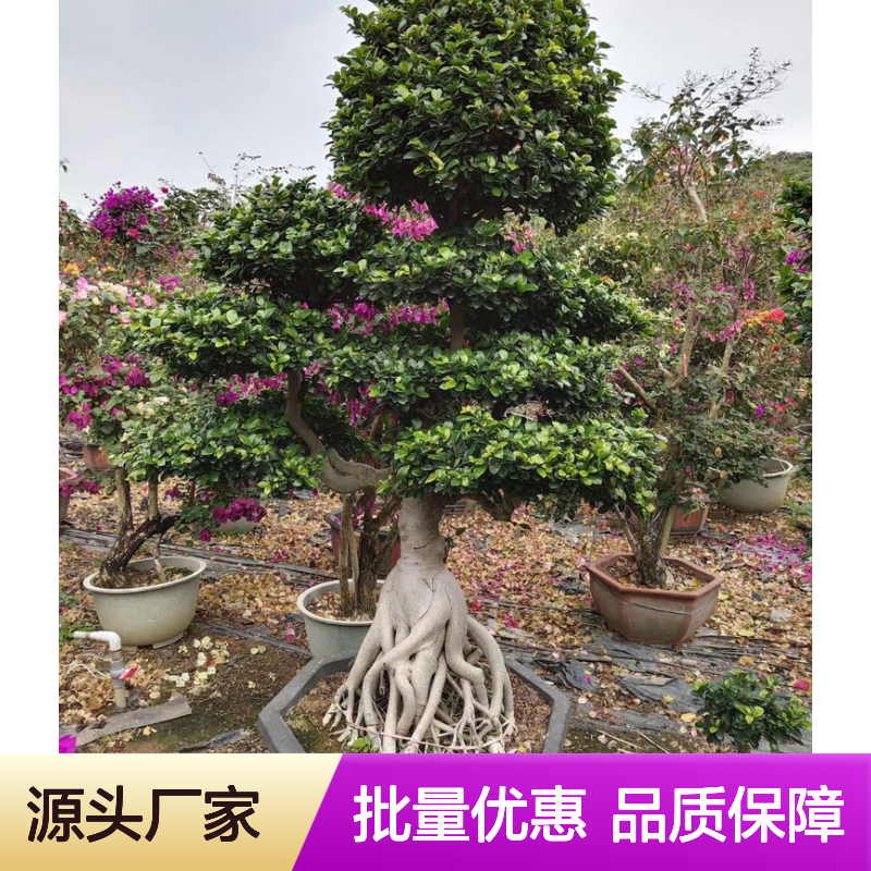 人参榕盆景 独特根块造型 桑科常绿乔木 寓意长寿