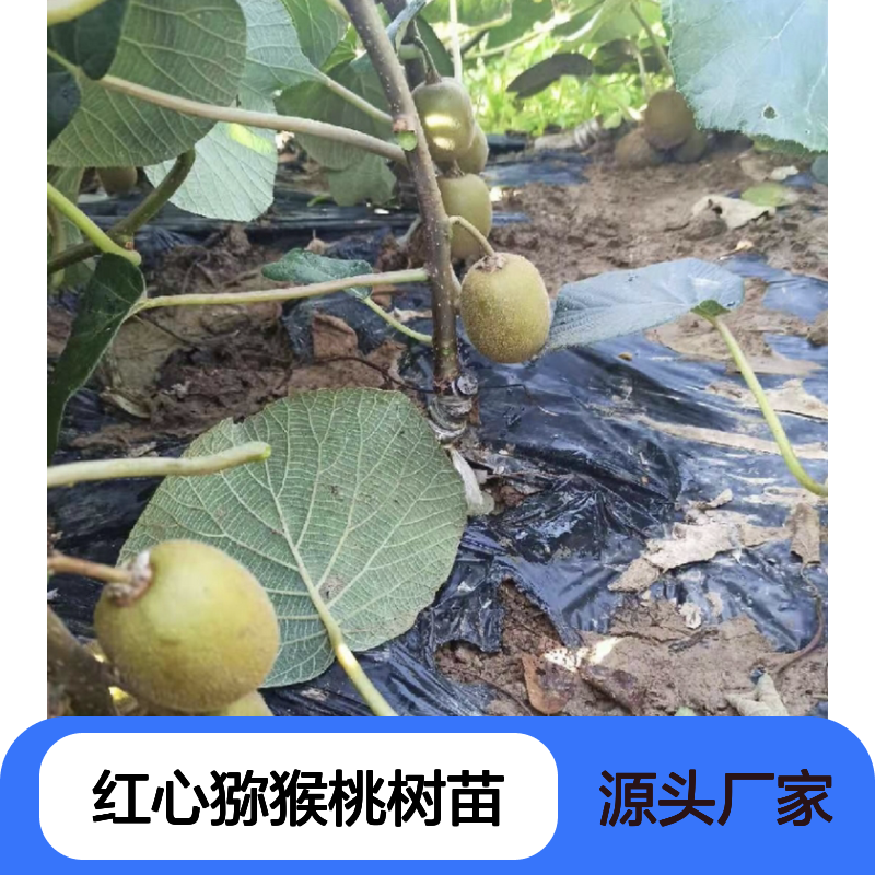 红心猕猴桃树苗 扦插繁殖 适应性强 高产稳产 口感鲜美