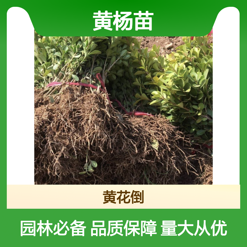 批发黄杨苗 园林绿植 四季常绿灌木 造型美观 耐寒耐旱