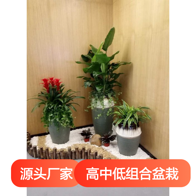 高中低组合盆栽 绿植组合造景 室内场地绿植布置 南韵竹风