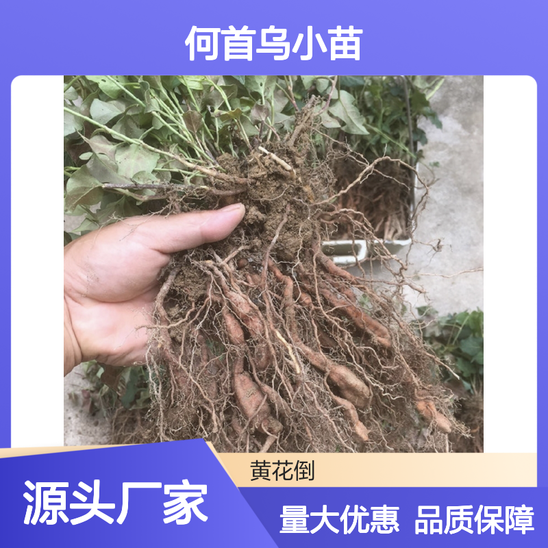 何首乌小苗 多年生缠绕藤本植物 易于养护 适应性强