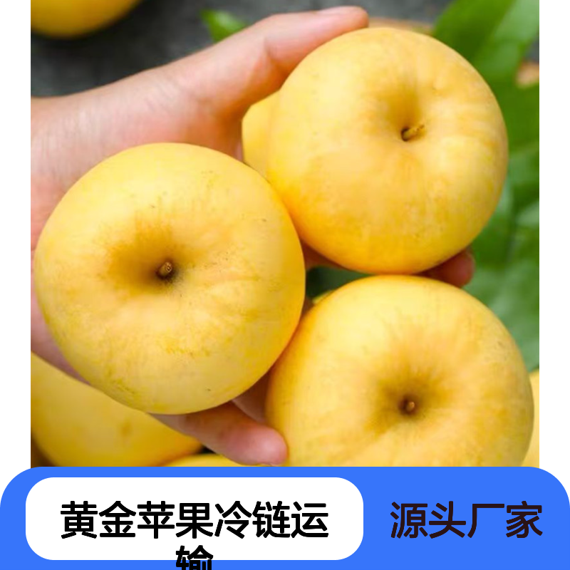 维纳斯黄金苹果冷链运输 脆甜多汁果味浓郁 配送服务到家