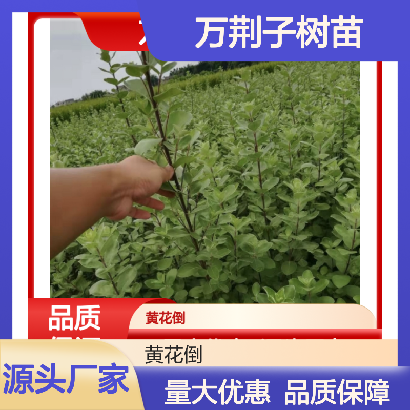 万荆子树苗药材优选耐盐碱 易成活率 管理简便