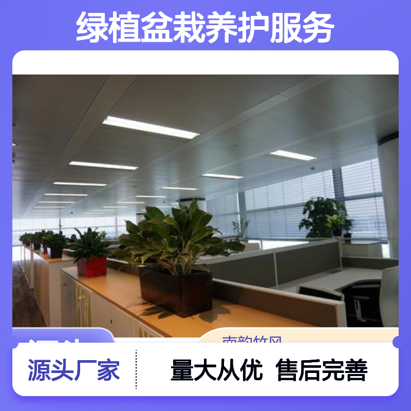 南韵竹风绿植盆栽养护服务 品质保证 成活率高