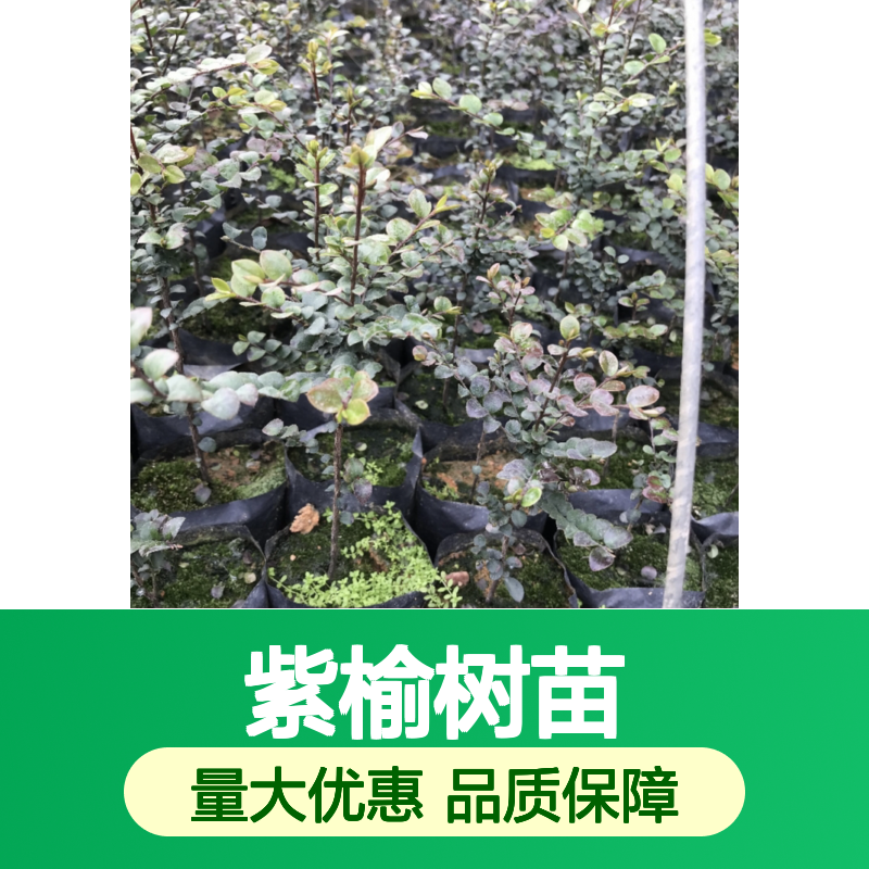 紫榆树苗 主产区直供 速生品种 抗病虫害 商用价值