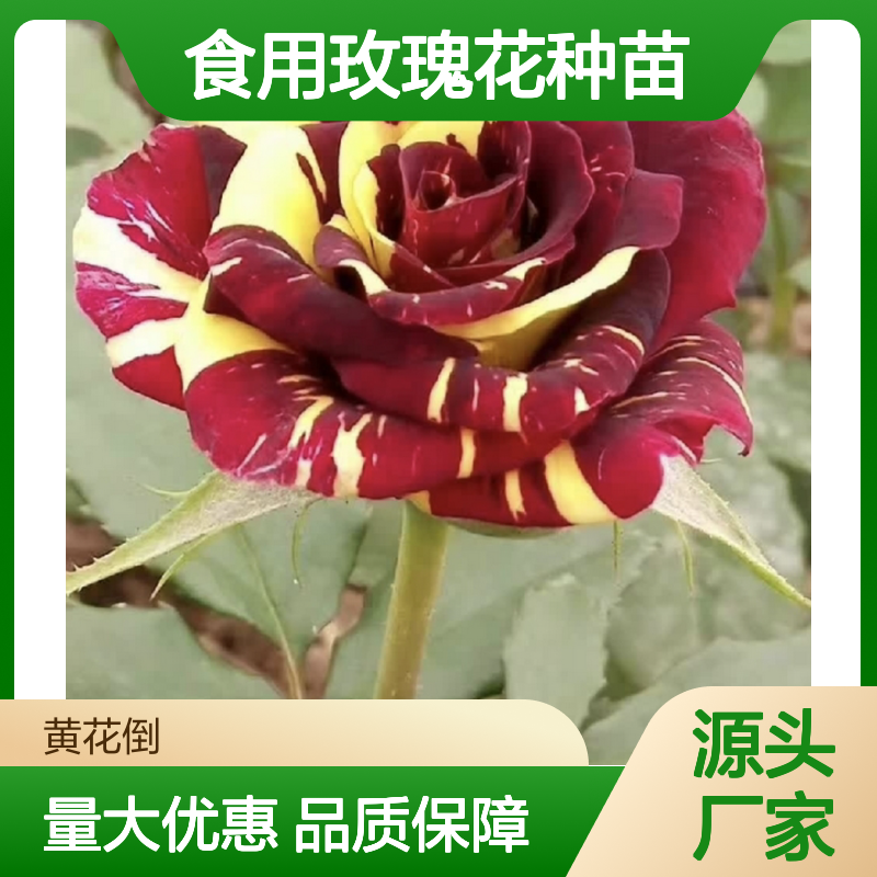 食用玫瑰花种苗 批发种植 玫瑰园优选 适应性强