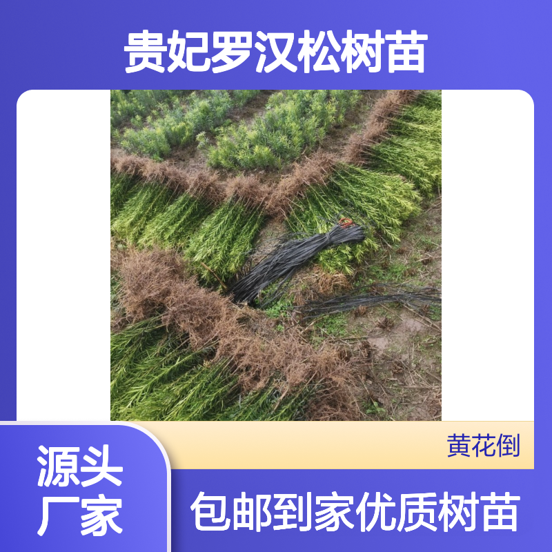 常年基地供应贵妃罗汉松树苗 送货上门包邮 欢迎来电洽谈经验分享