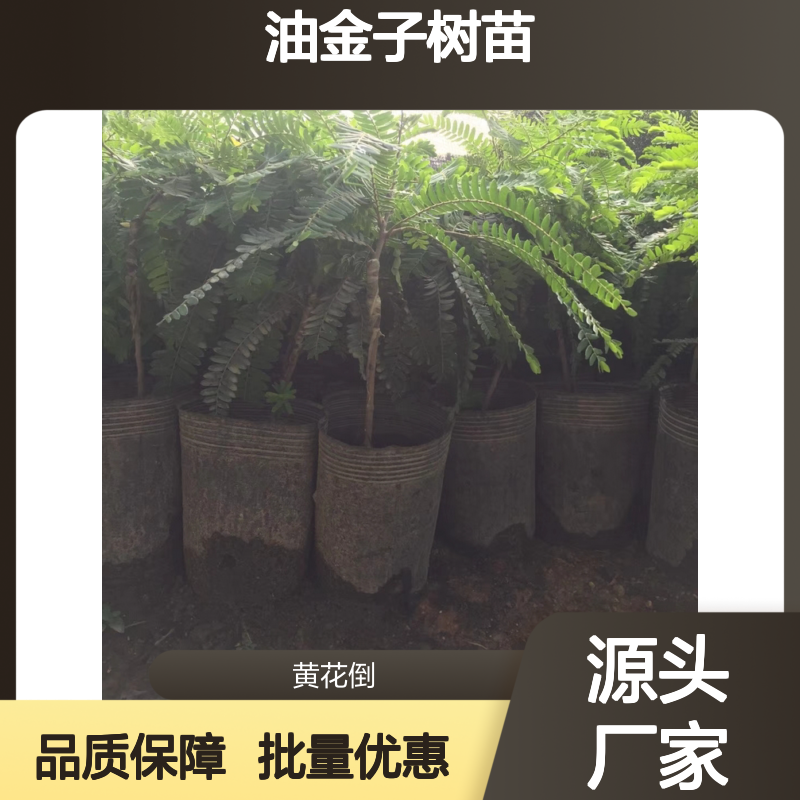 油金子树苗 嫁接繁殖 基地直供 根系发达 耐旱耐瘠