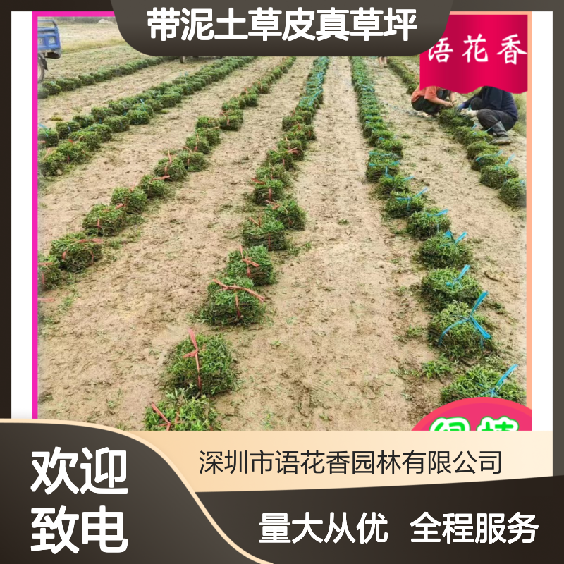 带泥土草皮真草坪 马尼拉品种 根系发达易成活 多年种植经验
