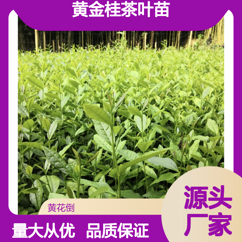 黄金桂茶叶苗 春季采摘 品质优良 肥硕翠绿 滋味鲜活