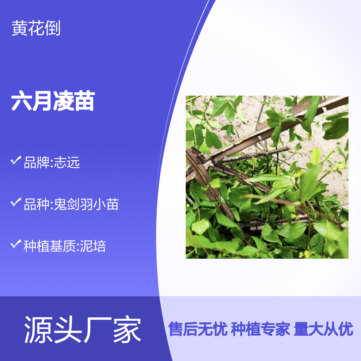 六月凌苗 基地直供 种植指导 批量优选 生长迅速