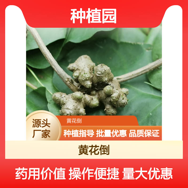 田七苗种植园直供 药用价值显著多年生草本 品质保证