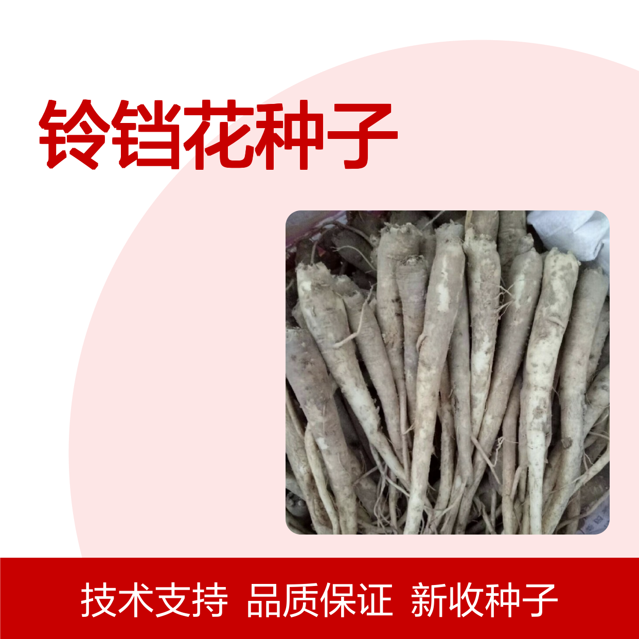 当年新收铃铛花种子 产地一手货源免费技术指导
