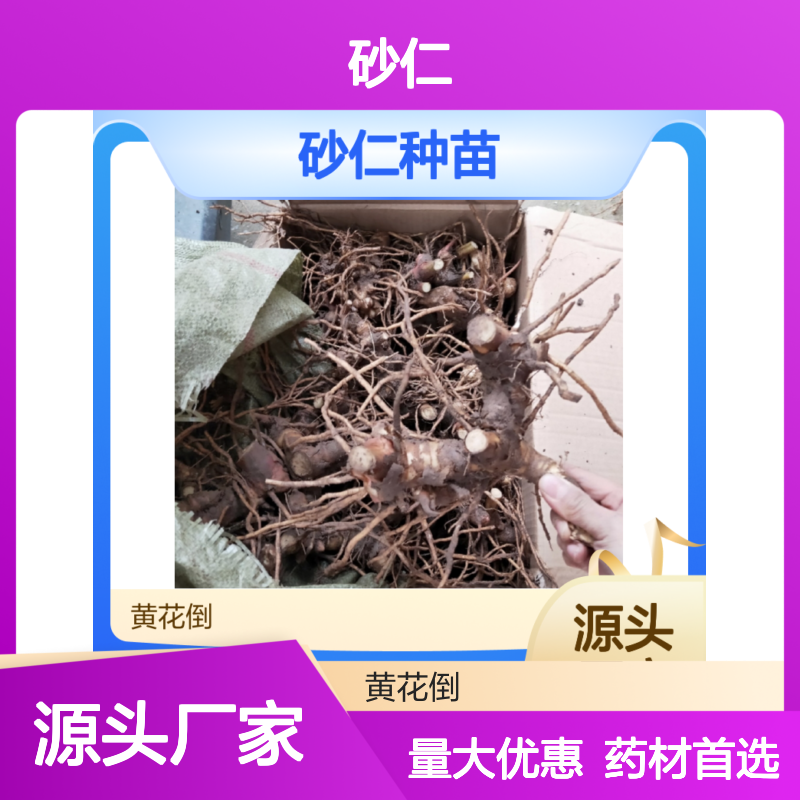 砂仁种苗 黄花倒品质 多年生香气浓郁 专业培育