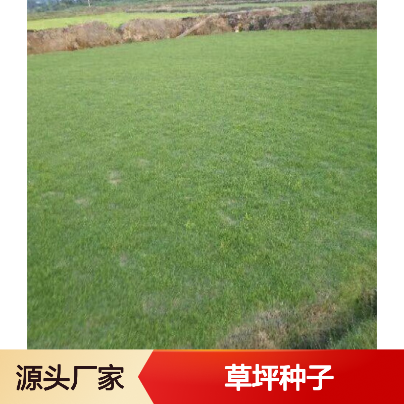 当年新采草坪种子 果岭草种耐践踏 生长迅速 抗病性强
