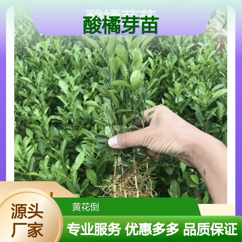 酸橘芽苗 产地直供 园林应用 专业培育 现挖现发