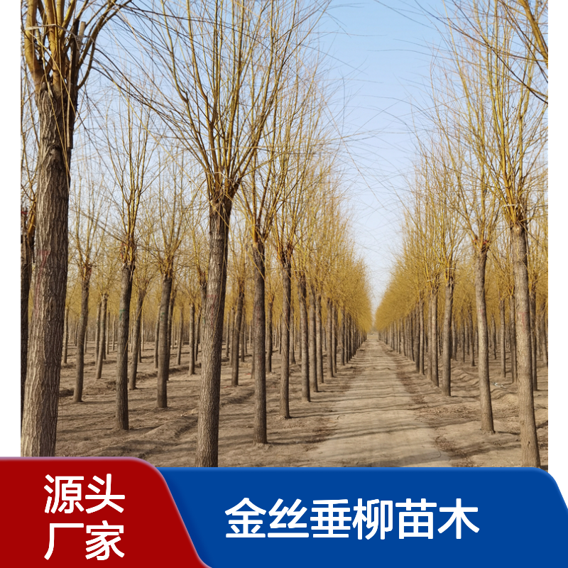 12-13公分金丝垂柳苗木 风景树基地 露地栽培 优良树种