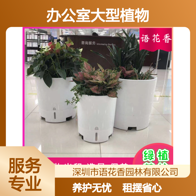 办公室大型植物租赁 虎皮兰盆栽组合 专业养护上门服务