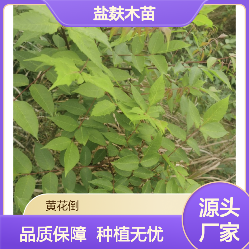 盐麸木苗 荒山农田种植优选 收益颇高 生长迅速