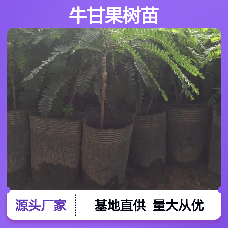 牛甘果树苗 基地直供 抗旱耐贫瘠 生态种植 适应性强