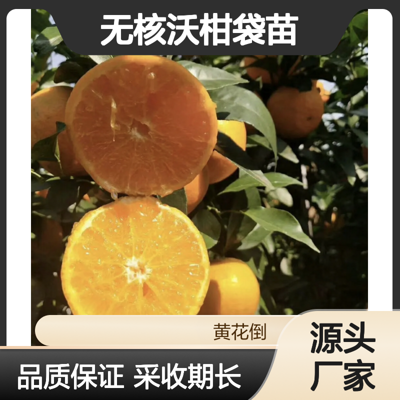 096无核沃柑袋苗 挂果强采收长 口感甜柔 营养丰富