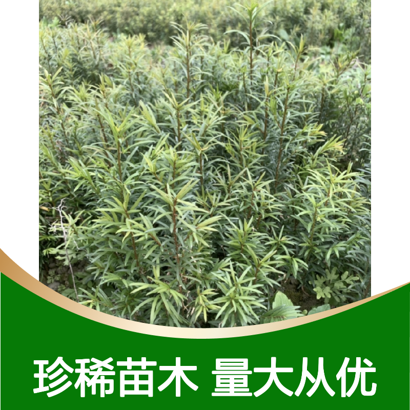 红豆杉苗批发供应 天然珍稀植物苗木 生长旺盛