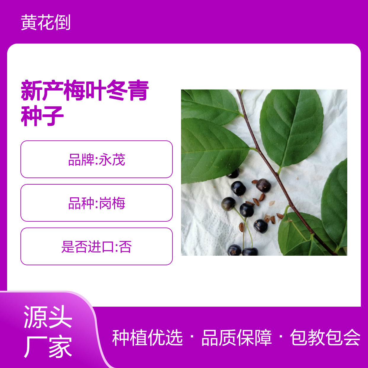 梅叶冬青种子 新产优质 种植指导 农户直供 适应性强