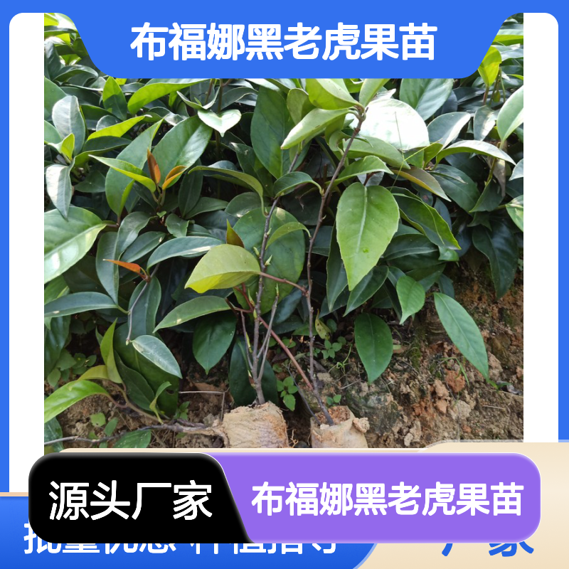 布福娜黑老虎果苗 批发基地直供 品质优良 种植简单