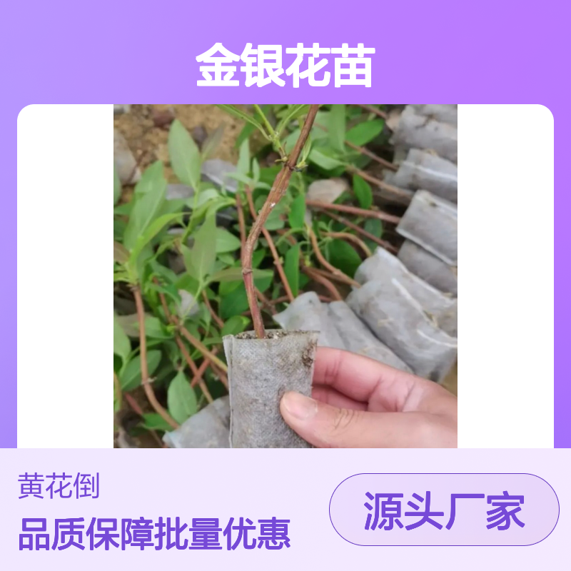 金银花种植园 优质金银花苗 批量供应 生长力强