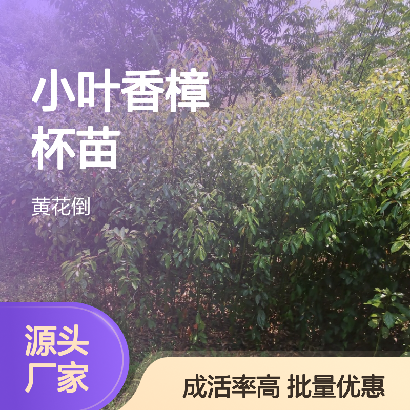 小叶香樟杯苗 基地直供园林植物 高发芽率 健壮母树