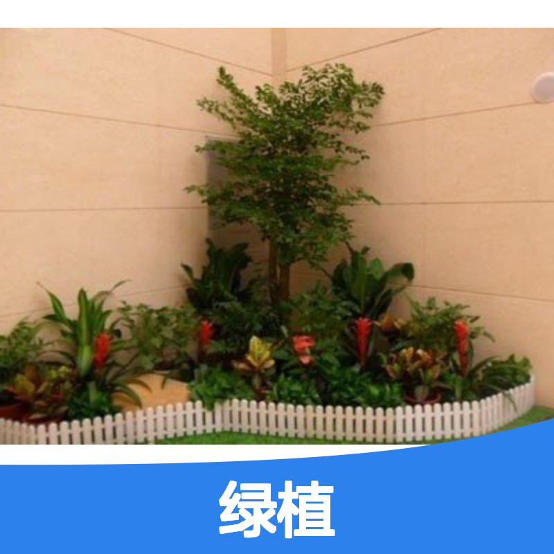 南韵竹风绿植 租赁养护一站式 品种多样 成活率高